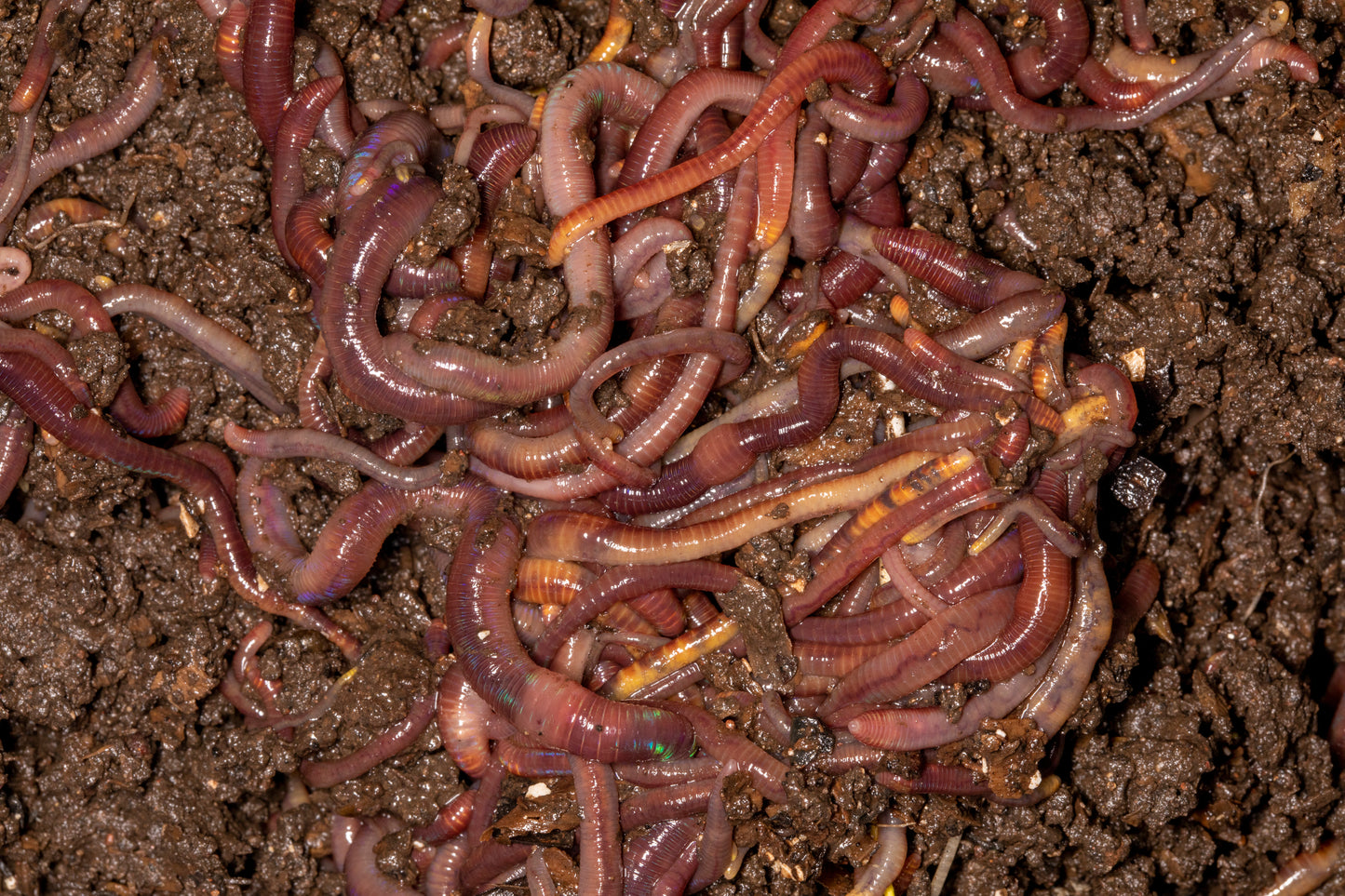 Red Wiggler Worms