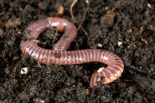 Red Wiggler Worms