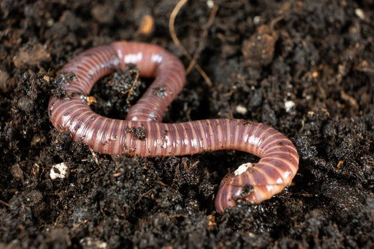 closeup-red-pink-banded-compost-worm