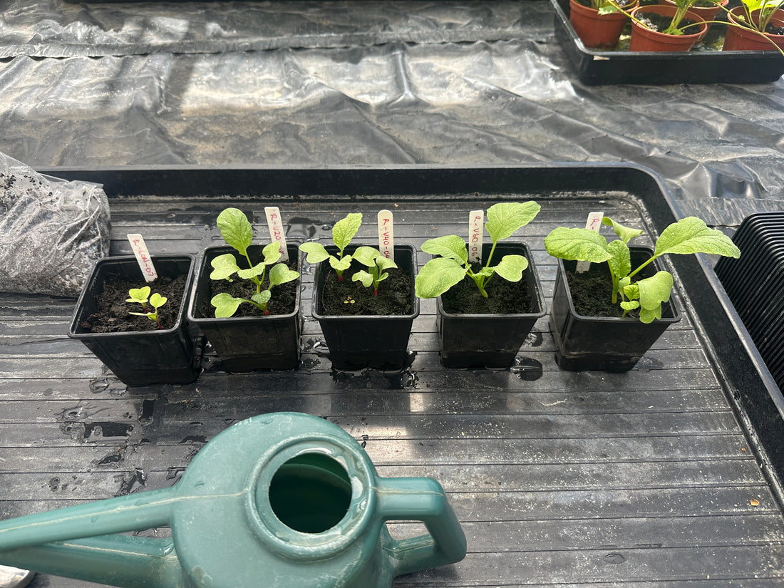 The Science Behind the Soil: Inside Terravore's Master's Research