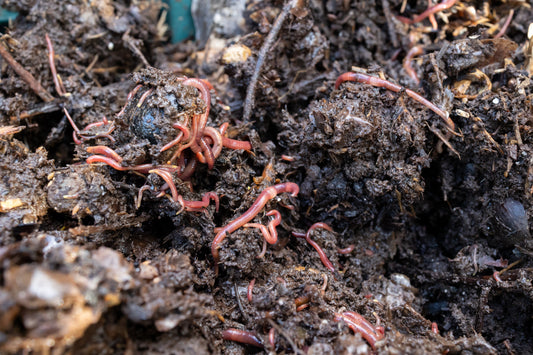 How to Care for Composting Worms (Beginner to Pro Guide)