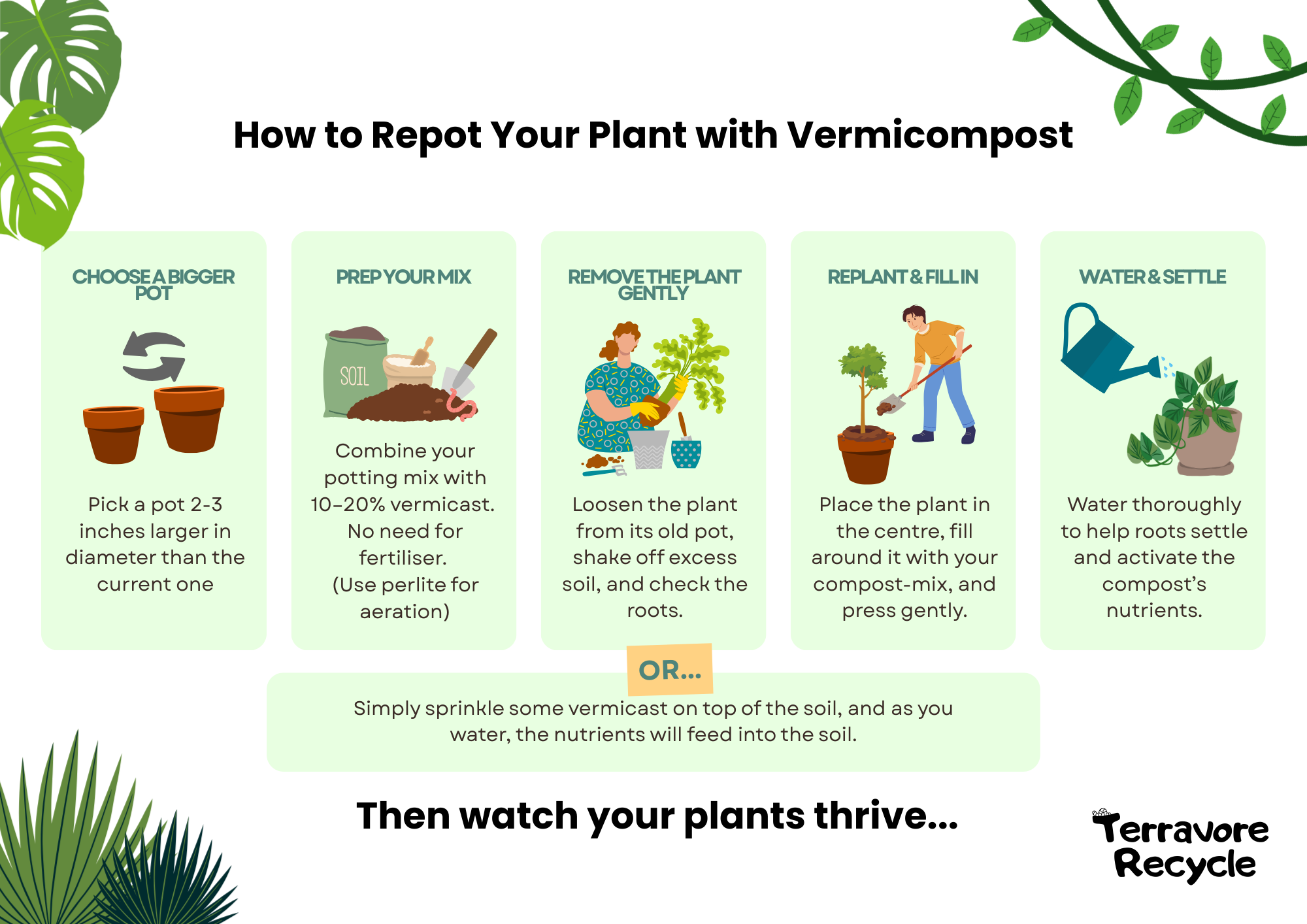 Step-by-step guide on how to repot a plant using vermicompost with Terravore Recycle branding.