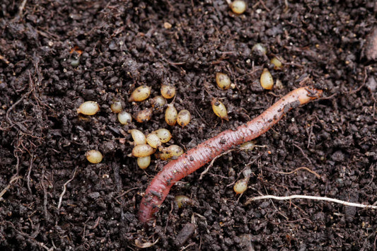 Red Wiggler Worm Eggs