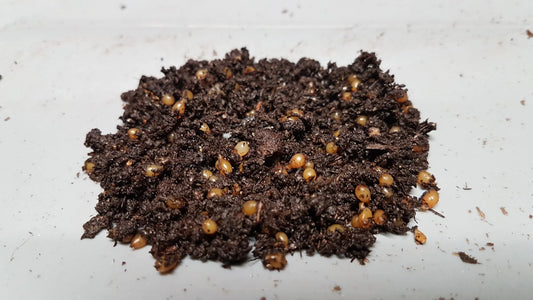 Red Wiggler Worm Eggs