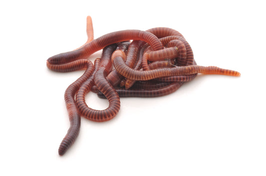 Red Wiggler Worms